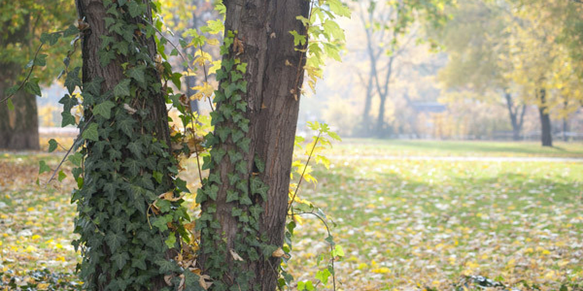 Casino Mate Australia Trusted Online Casino for Real Money Play