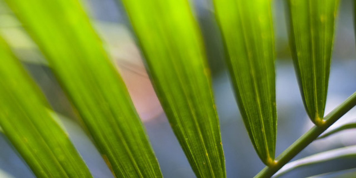 Winspirit Casino in Canada TOP Review & Bonuses 2025