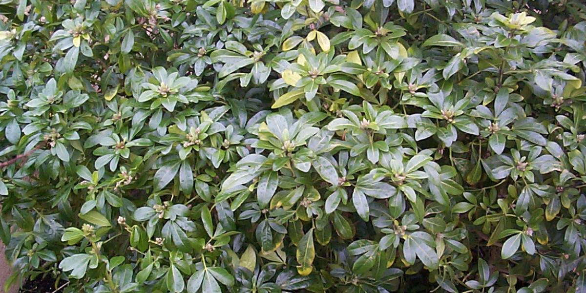 Top Bonuses and Pokies for Players in Australia